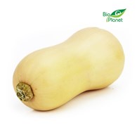 DYNIA PIŻMOWA (BUTTERNUT) ŚWIEŻA BIO (około 1,00 kg)