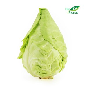 KAPUSTA SZPICZASTA ŚWIEŻA BIO (około 0,70 kg)