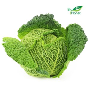 KAPUSTA WŁOSKA ŚWIEŻA BIO (około 0,60 kg)