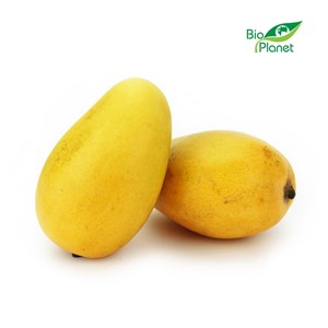 OPAKOWANIE ZBIORCZE (szt) - MANGO ATAULFO ŚWIEŻE  BIO (około 24 sztuk)