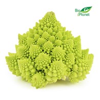 KALAFIOR ROMANESCO ŚWIEŻY BIO (około 0,50 kg)