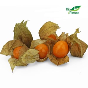 MIECHUNKA ŚWIEŻA BIO (około 0,10 kg)