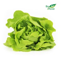 SAŁATA MASŁOWA ŚWIEŻA BIO (około 0,25 kg)