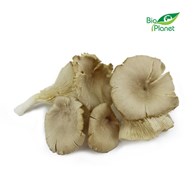 GRZYBY BOCZNIAKI ŚWIEŻE BIO (POLSKA) (około 0,20 kg)